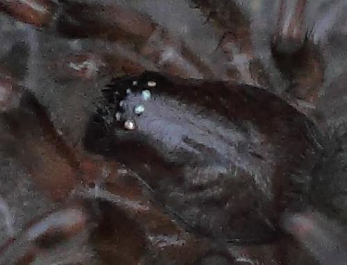Réf. 82 382 : Haplodrassus sp.