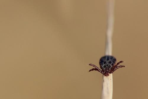 Réf. 82 386 : Dermacentor sp.