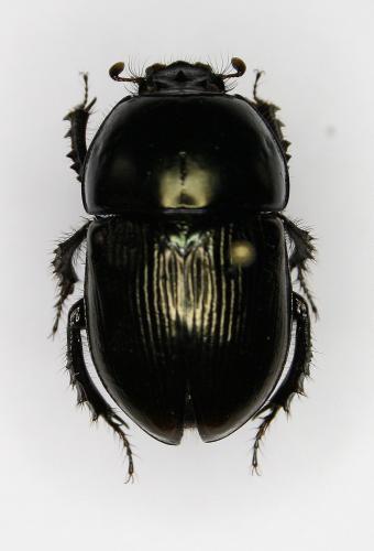 Geotrupes mutator