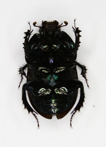 Geotrupes mutator