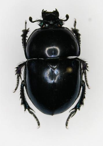 Réf. 82 755 : Trypocopris pyrenaeus