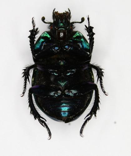Réf. 82 757 : Trypocopris pyrenaeus