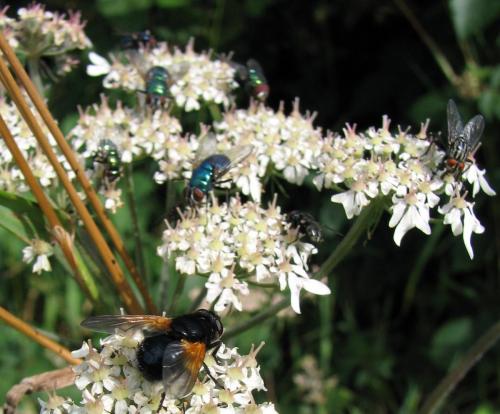 Mesembrina meridiana