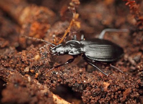 Réf. 82 391 : Platynus assimilis