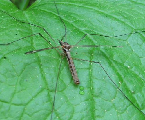 Tipula vittata