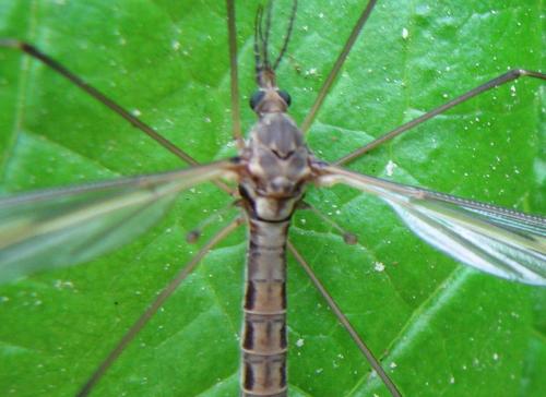 Tipula vittata