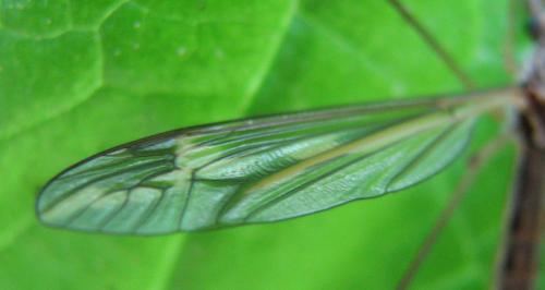 Tipula vittata