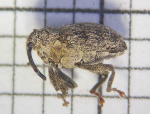 Réf. 82 526 : Ceutorhynchus pallidactylus