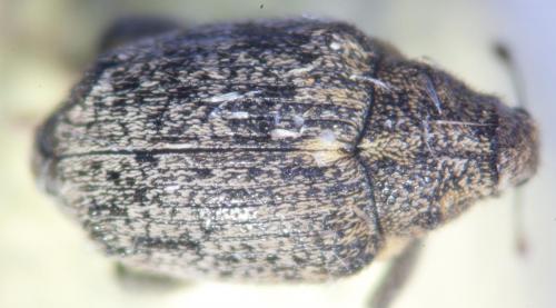 Réf. 82 527 : Ceutorhynchus pallidactylus
