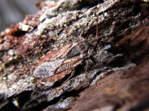 Aradus sp.