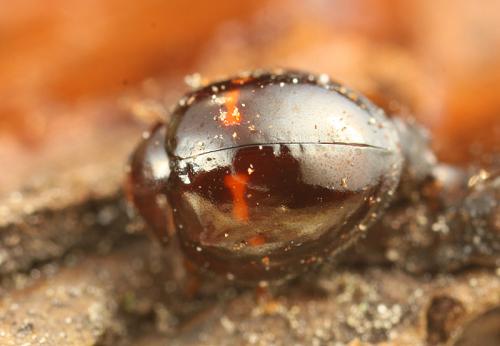 Réf. 82 325 : Chilocorus bipustulatus