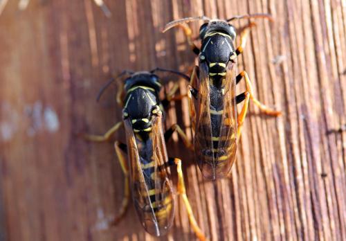 Réf. 82 095 : Polistes (associus-nimpha)