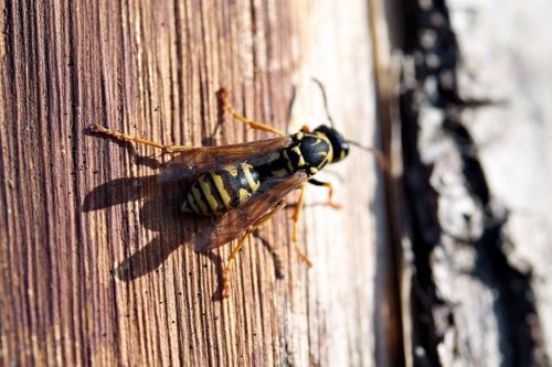 Réf. 82 094 : Polistes (associus-nimpha)