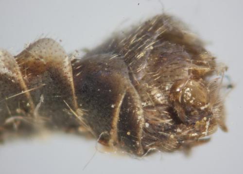 Tipula vernalis