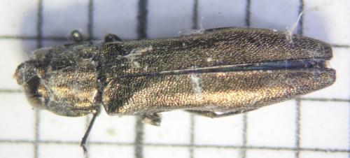 Agrilus sp.