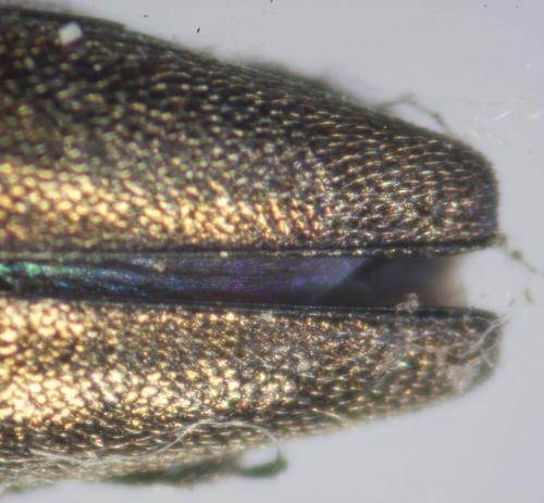 Agrilus sp.