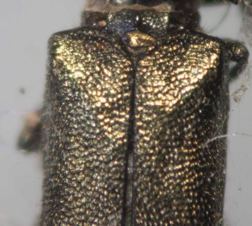 Agrilus sp.
