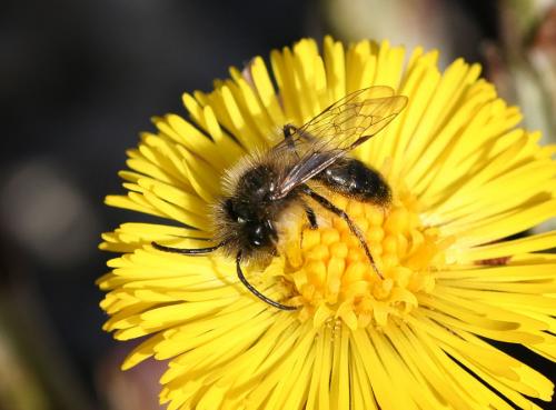 Andrena sp.