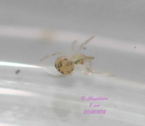 Paidiscura pallens