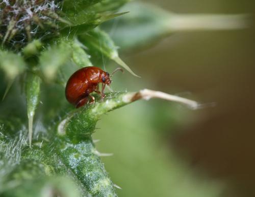 Réf. 82 080 : Sphaeroderma sp.