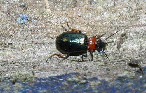 Lebia sp.