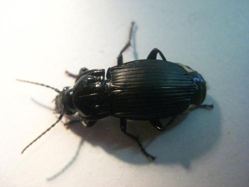 Réf. 82 669 : Abax parallelepipedus