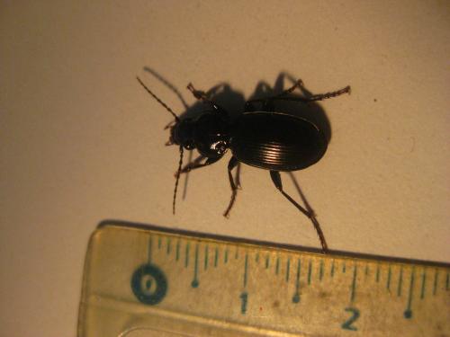 Réf. 82 743 : Pterostichus madidus