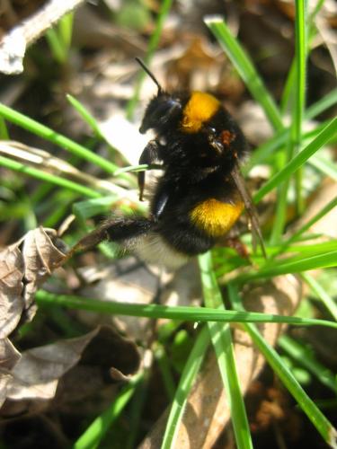 Bombus sp.