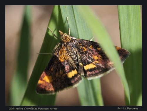 Pyrausta aurata