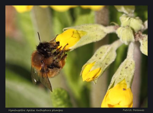 Anthophora plumipes