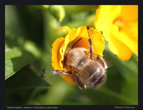 Réf. 82 939 : Anthophora plumipes