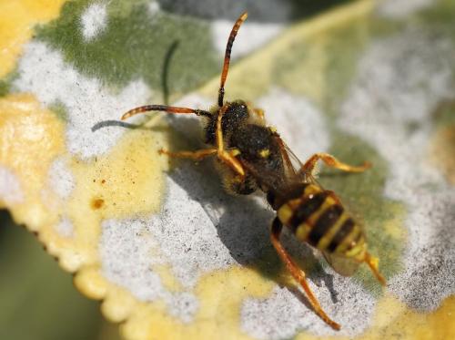 Nomada sp.