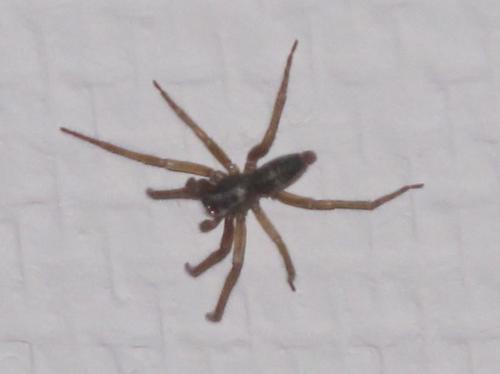 Clubiona corticalis