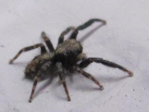 Pseudeuophrys lanigera