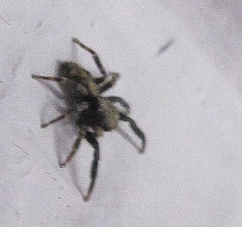 Pseudeuophrys lanigera