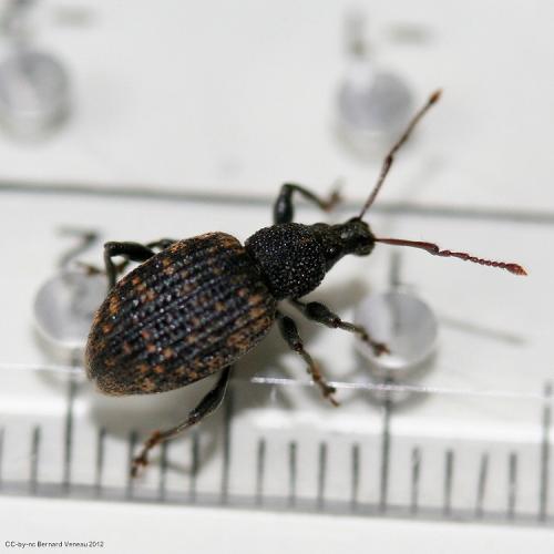 Otiorhynchus sulcatus