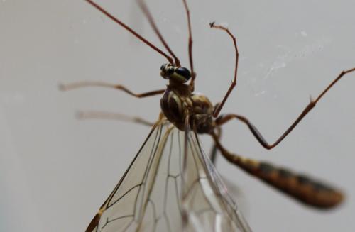 Ophion sp.