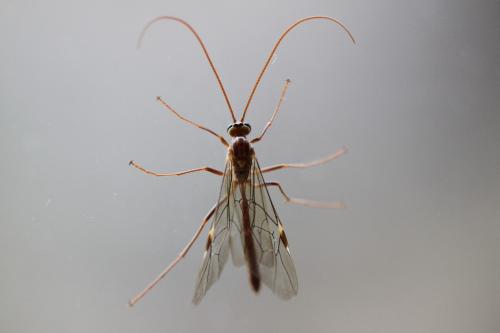 Réf. 82 015 : Ophion sp.