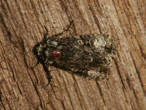 Craniophora ligustri