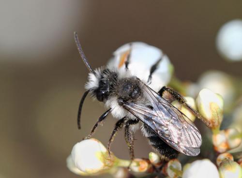 Andrena cineraria