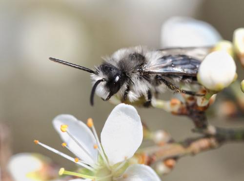 Andrena cineraria