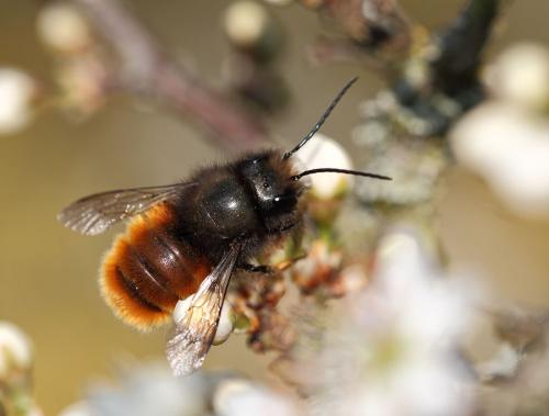 Osmia cornuta