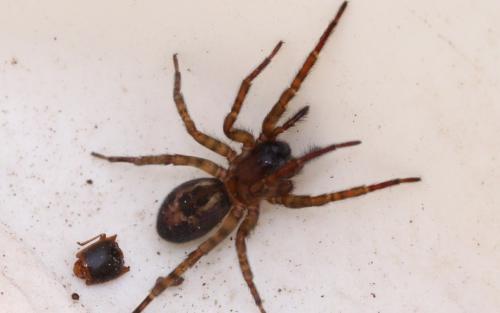 Amaurobius sp.