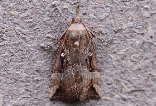 Hypena rostralis