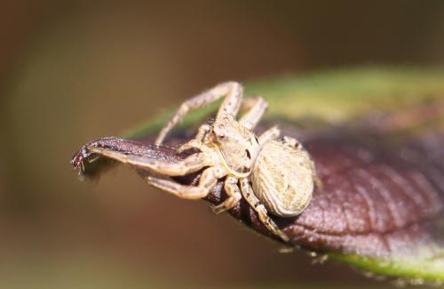 Xysticus sp.