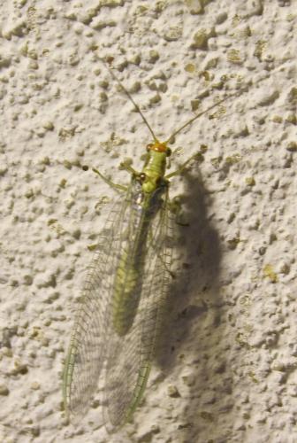 Réf. 82 918 : Nothochrysa fulviceps