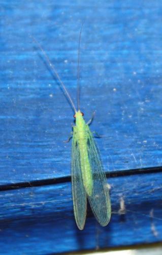 Chrysoperla sp.