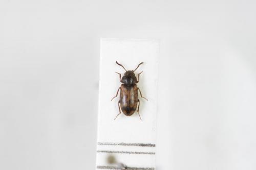 Mycetophagus multipunctatus