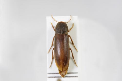 Phloiotrya tenuis