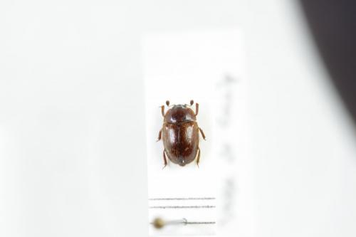 Pocadius ferrugineus